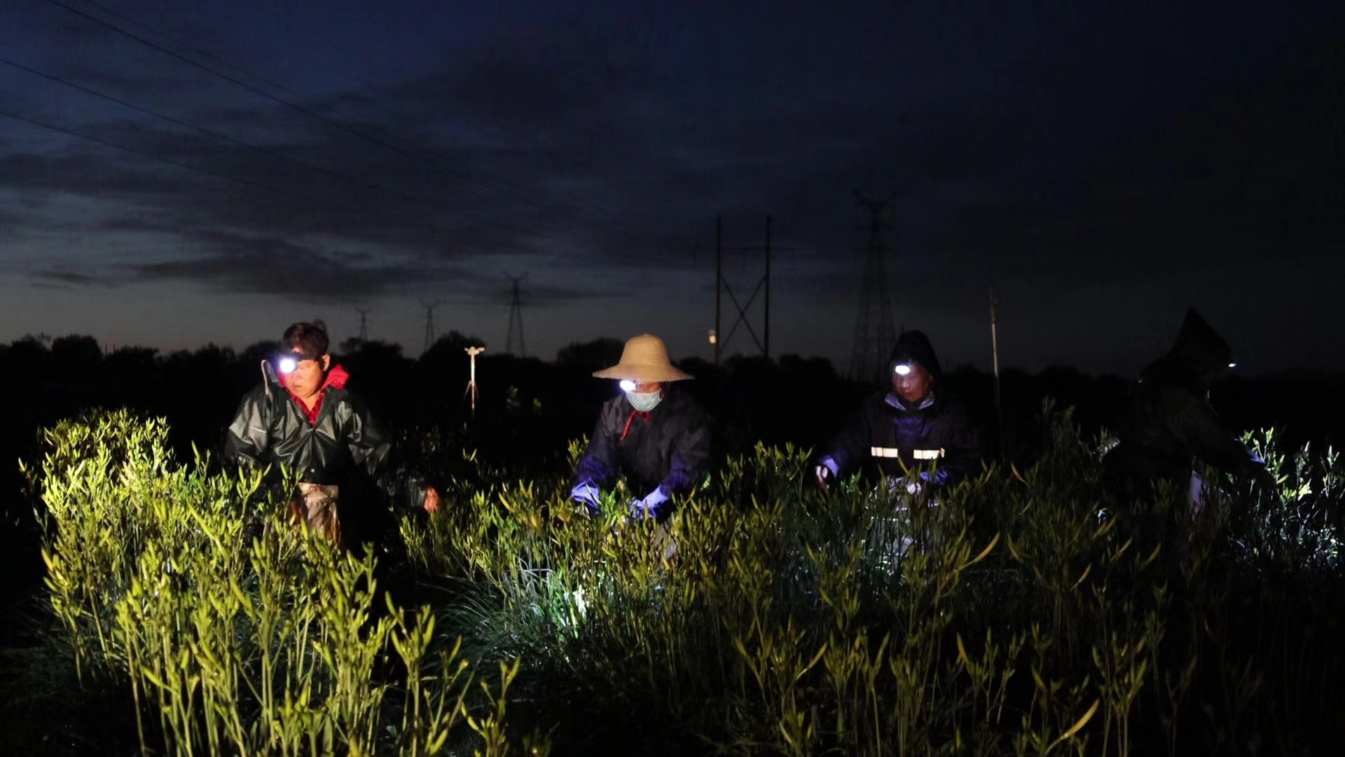 村民夜採黃花。雲州區新聞中心供圖