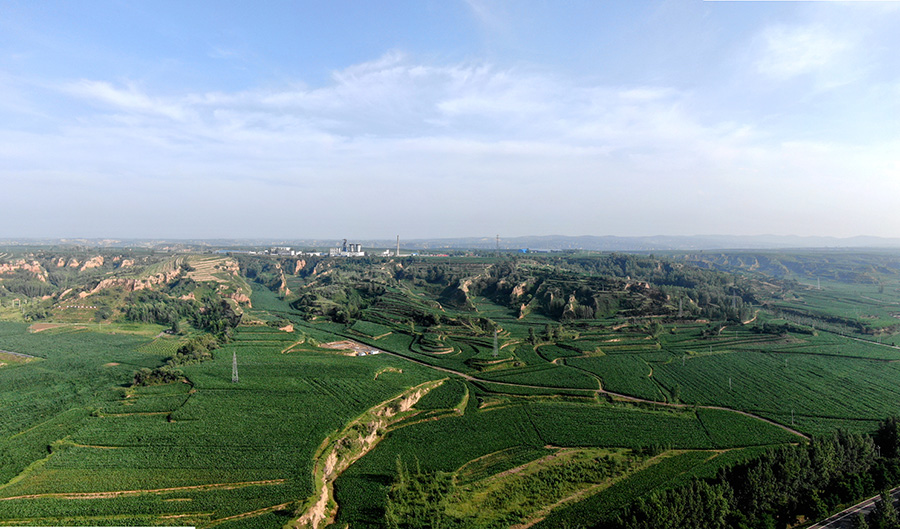 “托管模式”讓土地實現了集中連片種植。