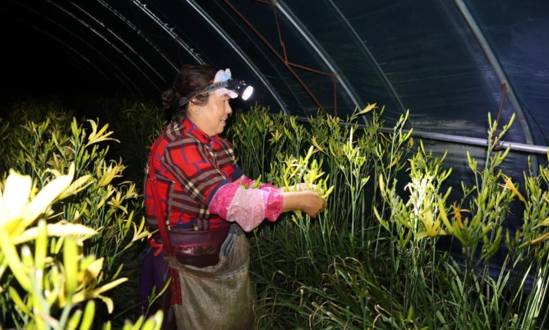    遍地黄花遍地金                                                        “七月黄花香，菜农采摘忙”。又到一年黄花采摘季。在大同云州的茫茫夜色中，记者变身追赶丰收的“采花人”，和当地村民一同开启星空下的采摘。【详细】                            