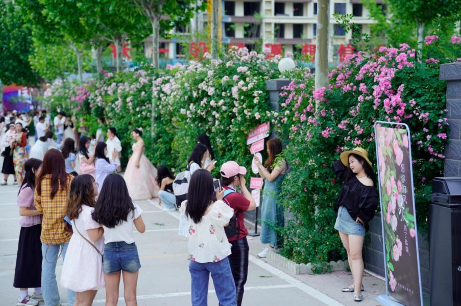 隨著城市環境的改善，鹽湖公安分局門前的薔薇花牆成了“網紅”打卡地。閆鑫攝