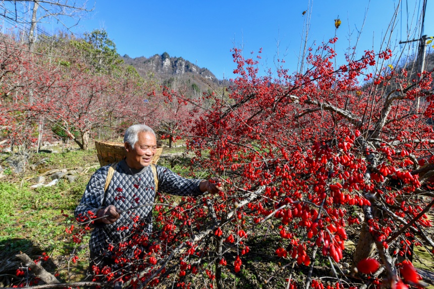 村民採摘山茱萸（資料圖）。陳飛攝