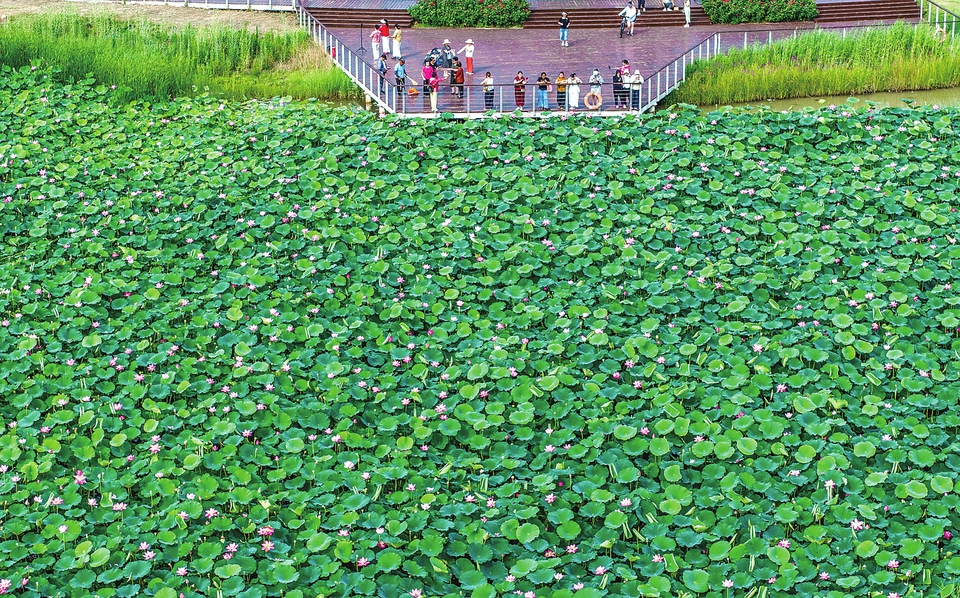 夏荷田田