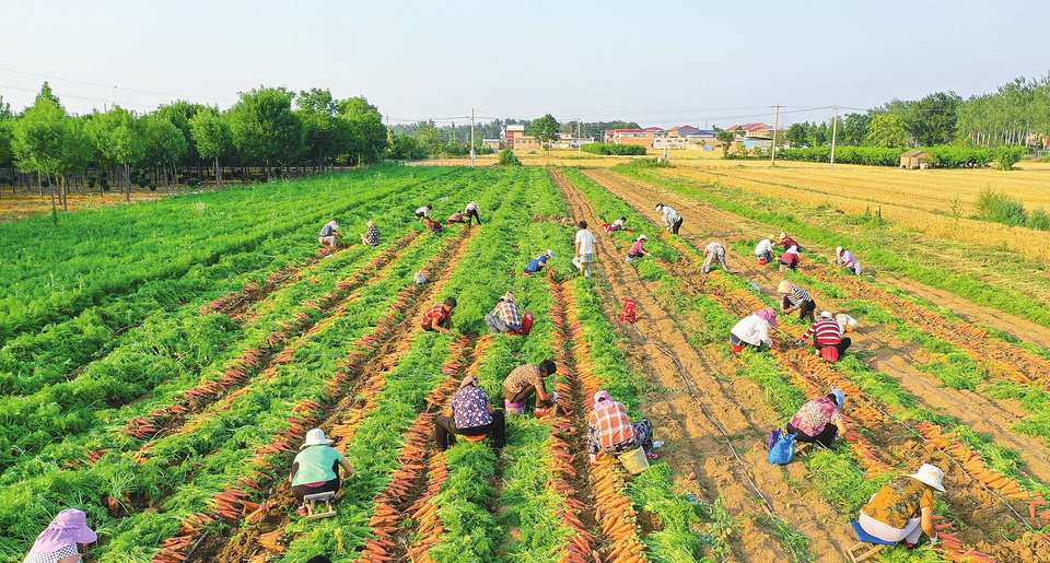 家庭农场 助农增收