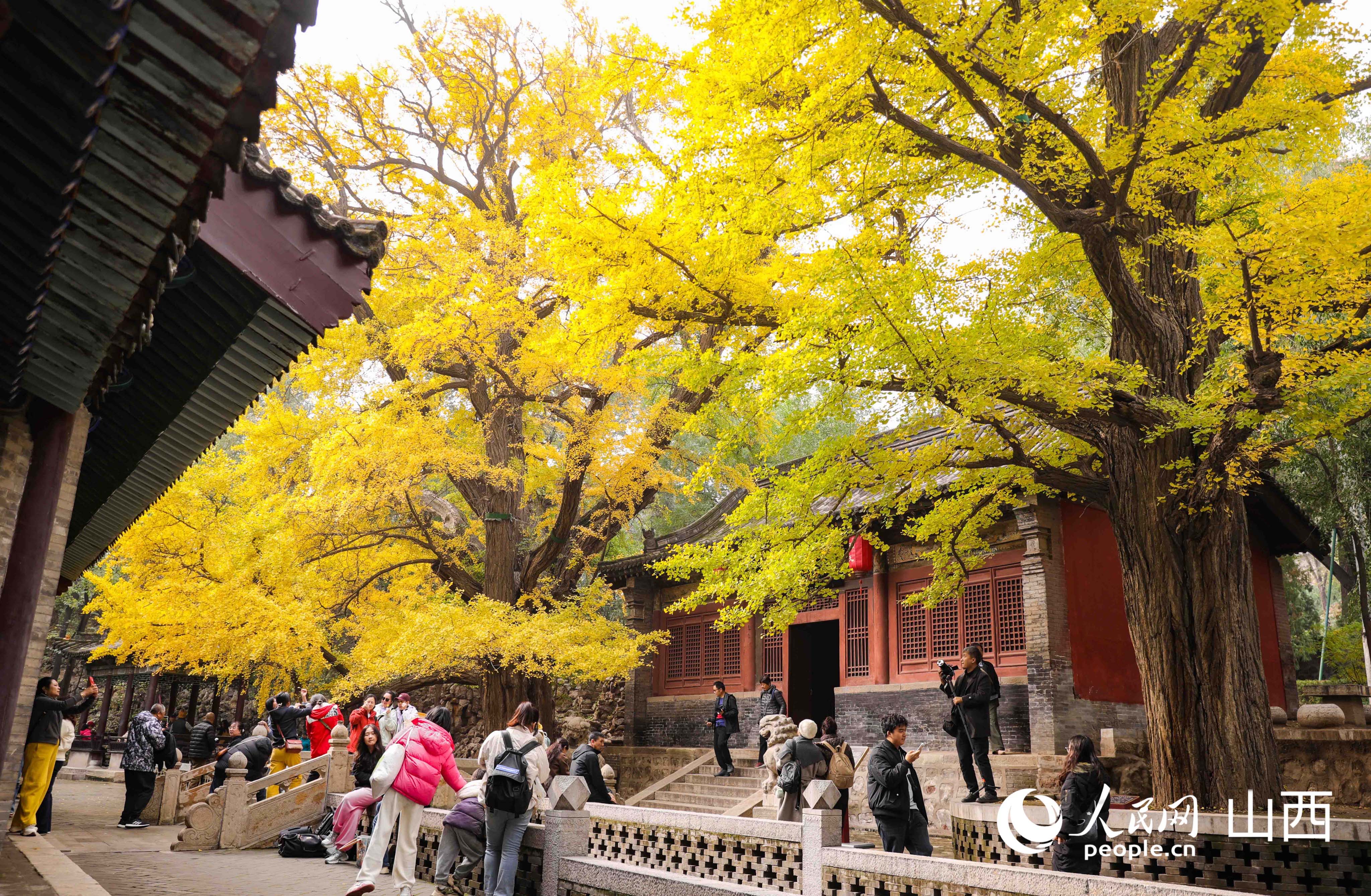 游人在兩株500年樹齡的銀杏樹下打卡拍照。人民網記者 王帆攝