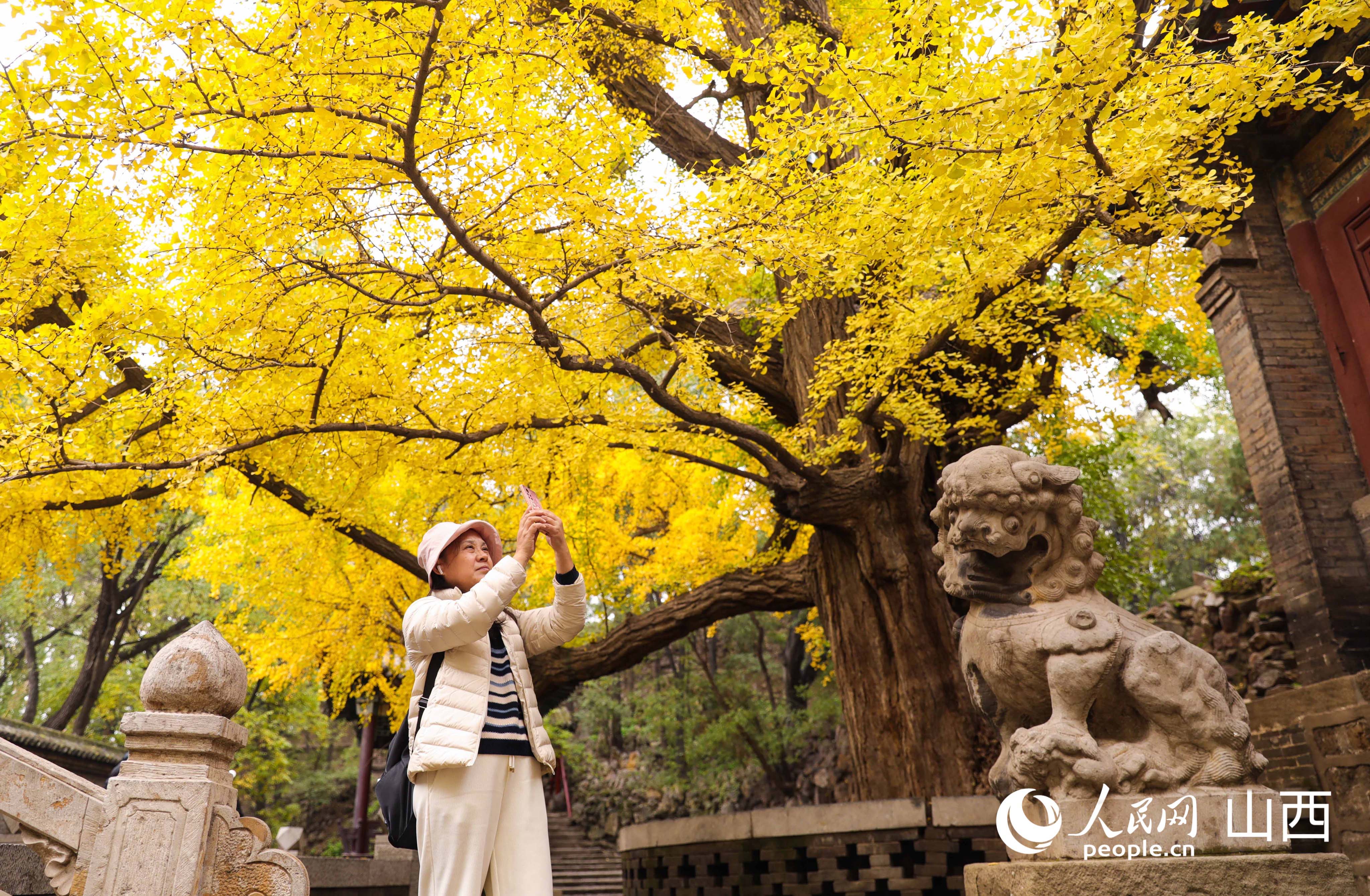 銀杏樹下,游人與石獅子同框。人民網記者 王帆攝