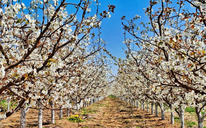 黎城:“赏花经济”激活乡村文旅动能