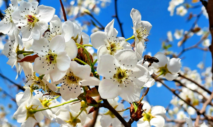 黎城县西仵镇幸福庄村梨园