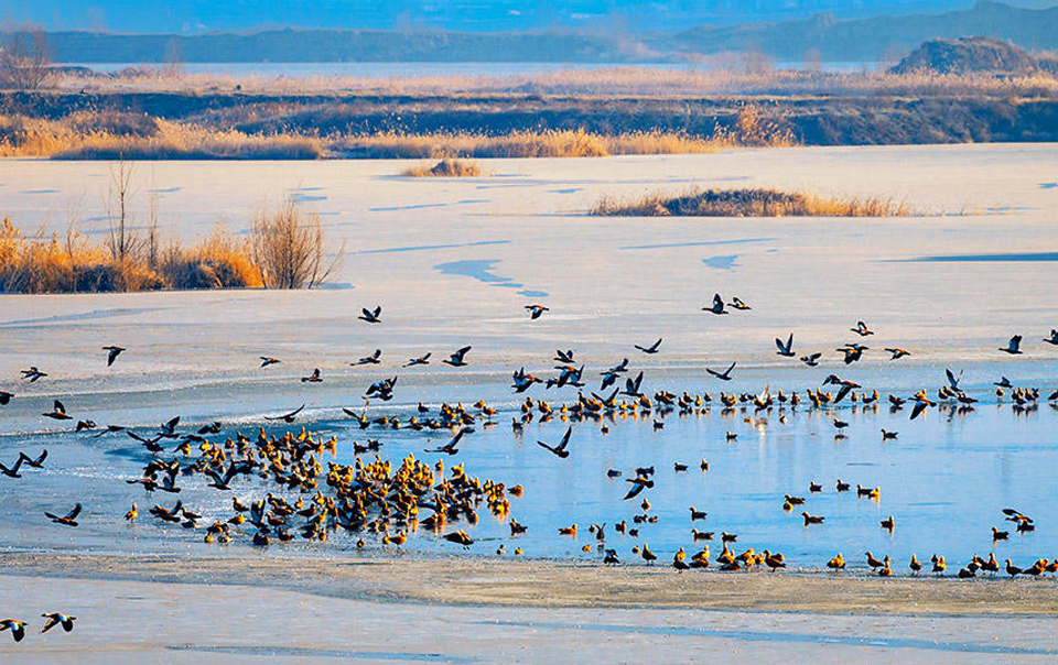 晨光鳥影織冬韻