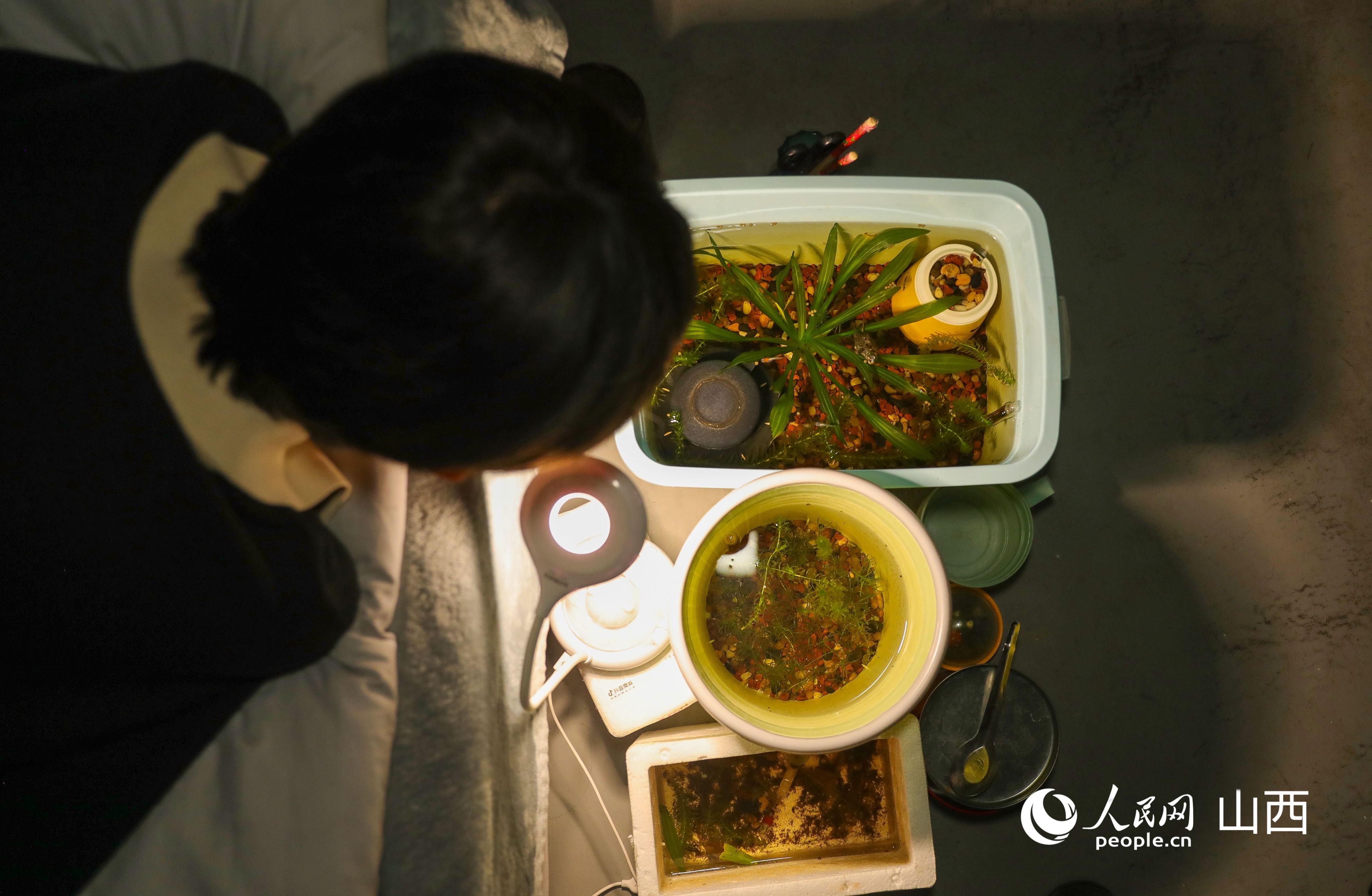 王海港自制的微型生態魚缸。人民網記者 王帆攝