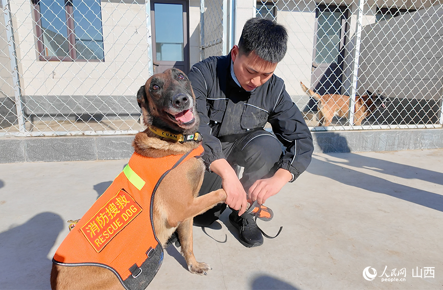 王昊给“翼虎”穿上犬鞋保护脚垫。人民网记者 董童摄