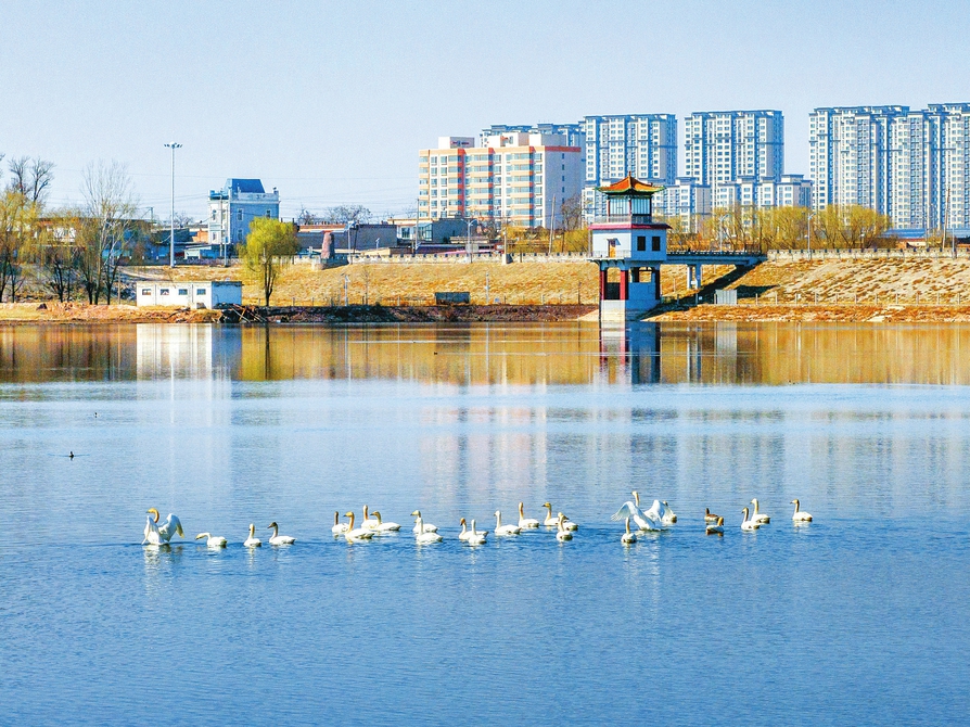 湿地春来早 天鹅自在游