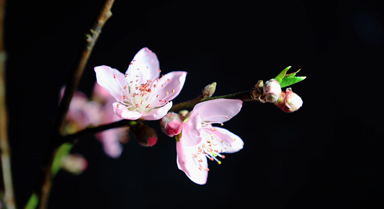 延时摄影带你看桃花“醒”来