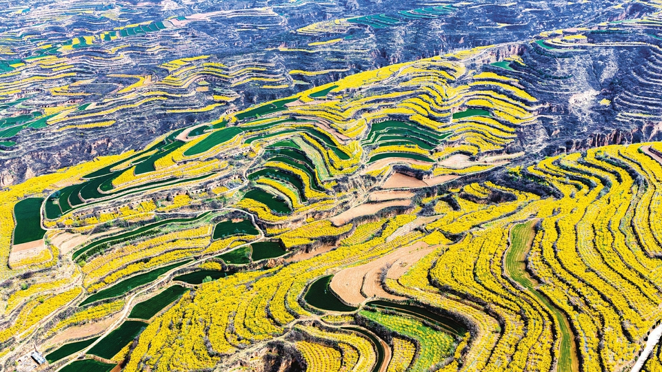 連翹花開漫染春山