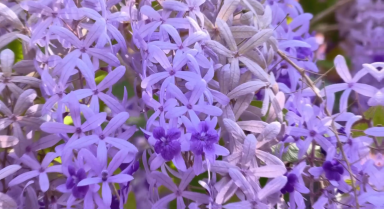 蓝花藤迎盛花期 “花瀑”绵延数十米