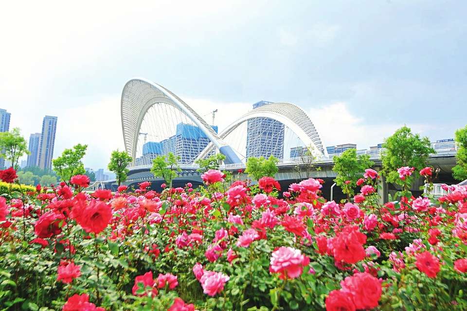 太原：月季花海