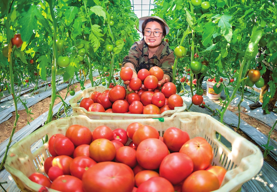 採收蔬菜