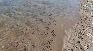 美麗中國行︱一起看青海湖湟魚洄游