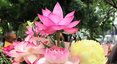夏日浪漫！在荷花市集收获满屏清爽