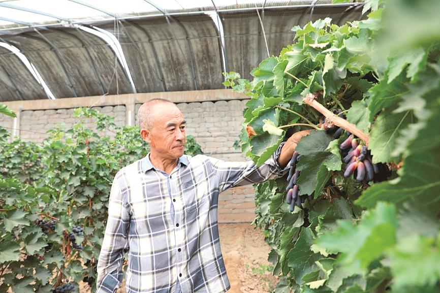 图为西洼村葡萄种植户张旭勤在打理葡萄树。宋继伟摄