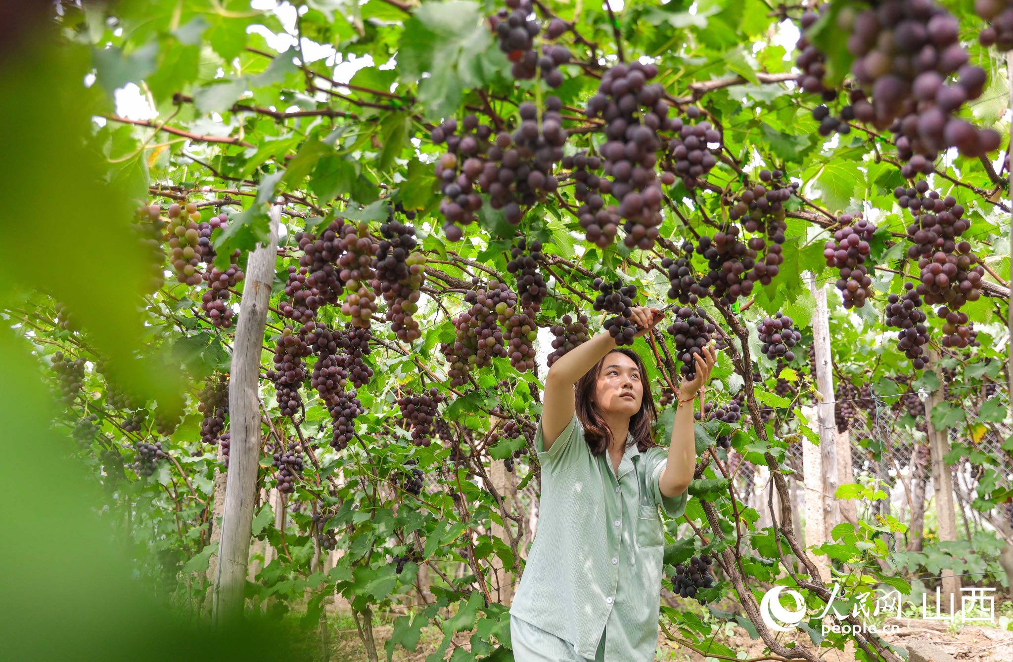 葡萄架下，果实飘香。人民网记者&nbsp;王帆摄