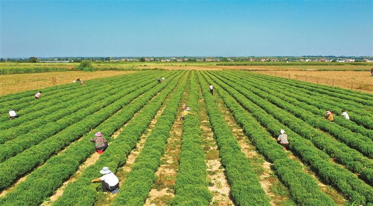 田間採菊忙 增收有門路