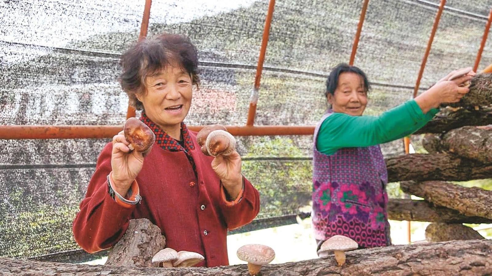 望仙村村民在合作社內採摘香菇，臉上露出豐收的喜悅。董 雲攝