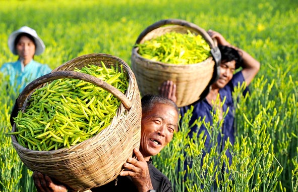 永济:发展高效生态农业 促进农业增效农民增收