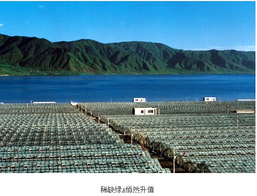 天然螺旋藻成世界稀缺资源 中国程海湖能走多