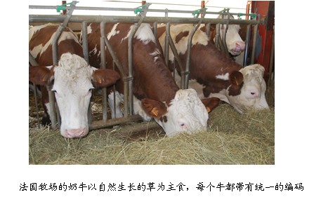 圣元海外奶源地解密 聆听全球顶级奶牛的中国